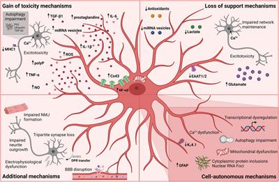 Why should we care about astrocytes in a motor neuron disease?